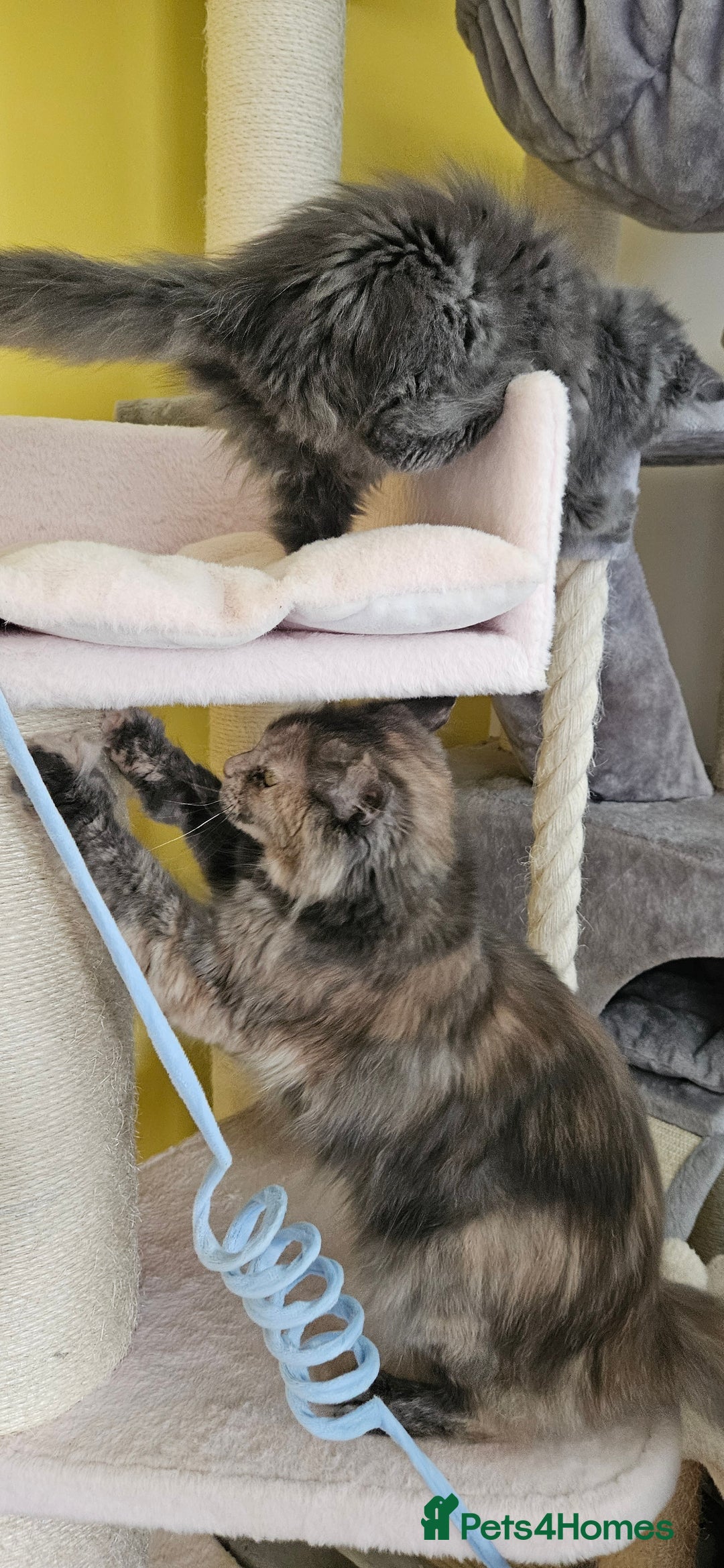 Maine Coon cats for sale: TICA Reg Maine Coon Kittens - Image 14