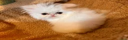 Persian cats for sale: cute Persian kittens looking for a home  in Hounslow - Advert 26