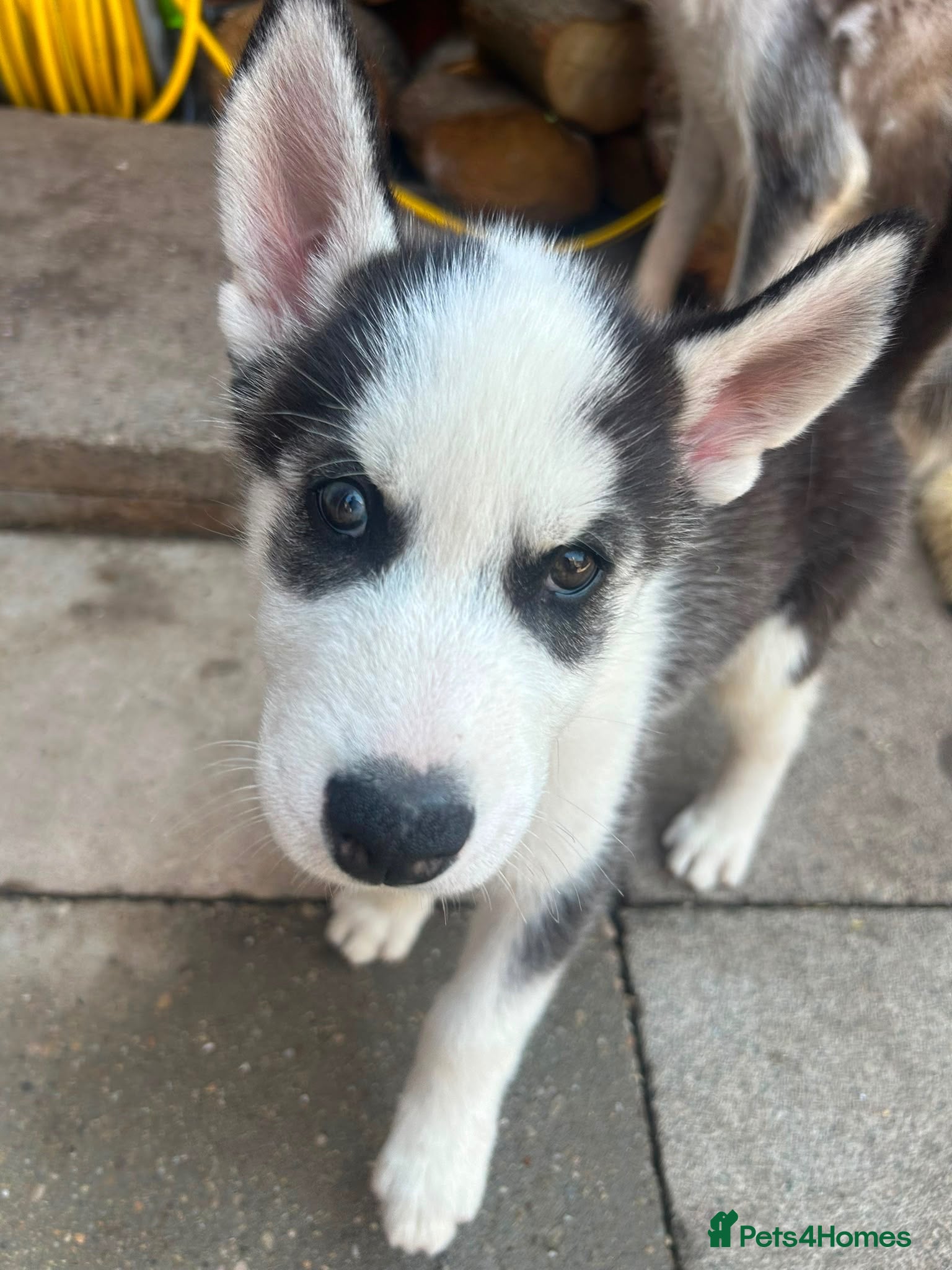 Siberian Husky dogs Siberian Husky puppies  - Advert 2