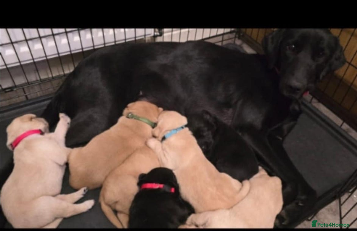 Labrador Retriever dogs 3 Beautiful Labrador Girls - Advert 1