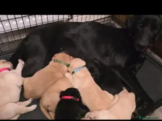 Labrador Retriever dogs 2 Beautiful Labrador Girls - Advert 8