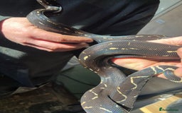 Boa Snake reptiles for sale: Boa img arab  - Image 3