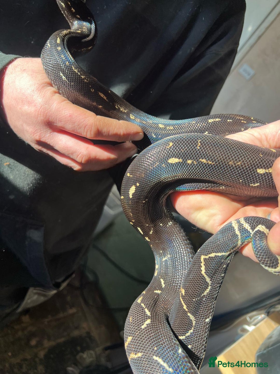 Boa Snake reptiles for sale: Boa img arab  - Image 3