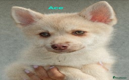 Pomsky dogs for sale: Fully vaccinated, 3 F4 Pomskies. Well socialised. - Image 2