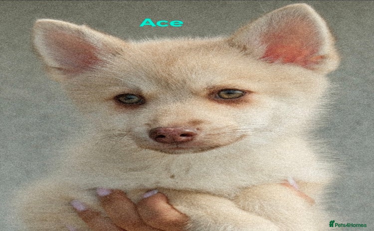 Pomsky dogs - Advert 1