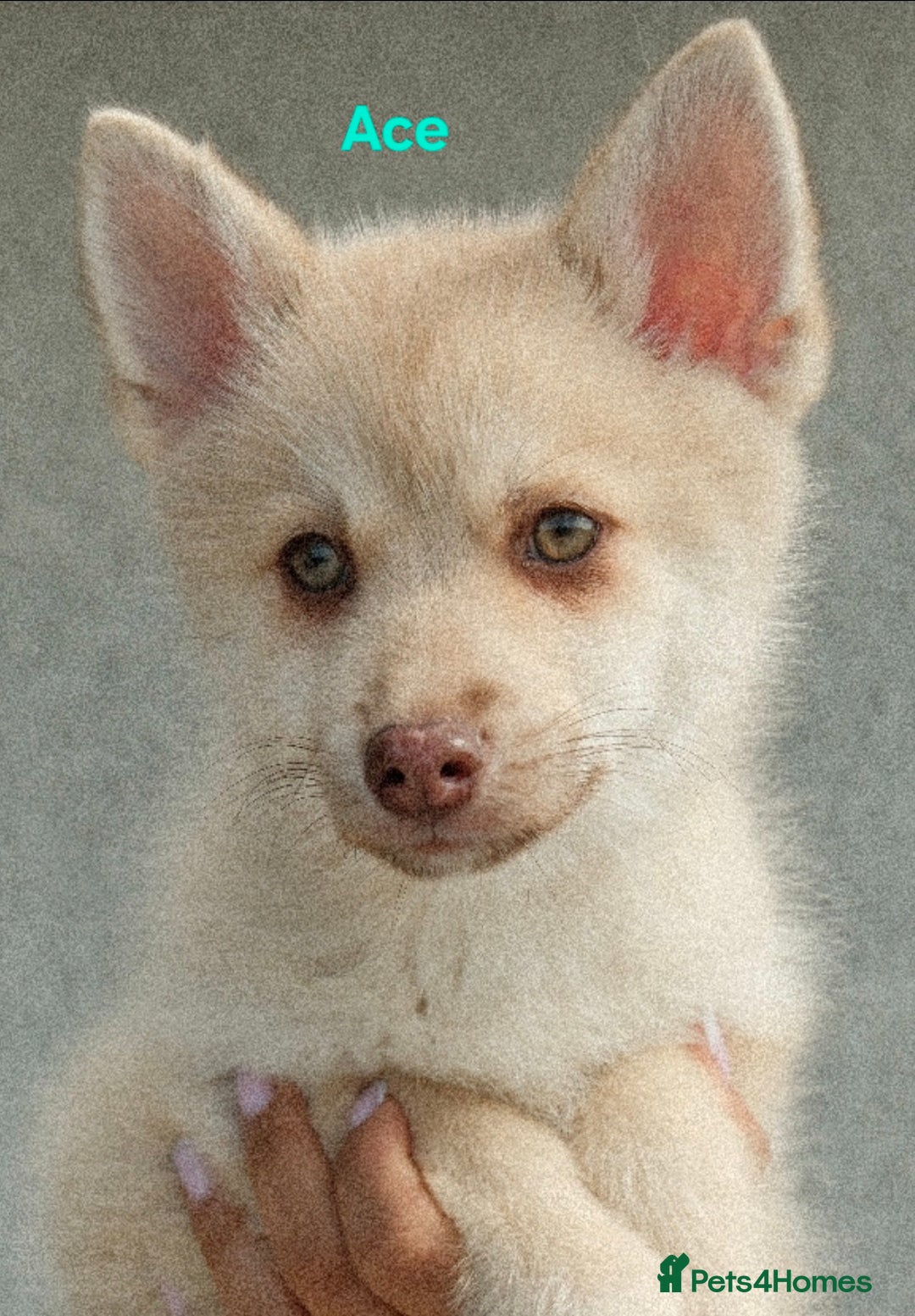 Pomsky dogs for sale: Fully vaccinated, 3 F4 Pomskies. Well socialised. - Image 2