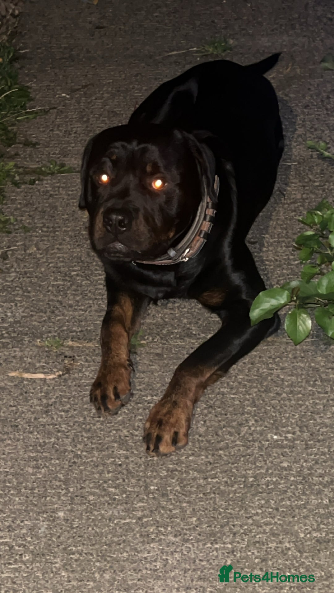 Rottweiler dogs for stud: Rottweiler stud  - Advert 2