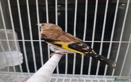 Finches birds for sale: Goldfinch young cockbird - Image 3