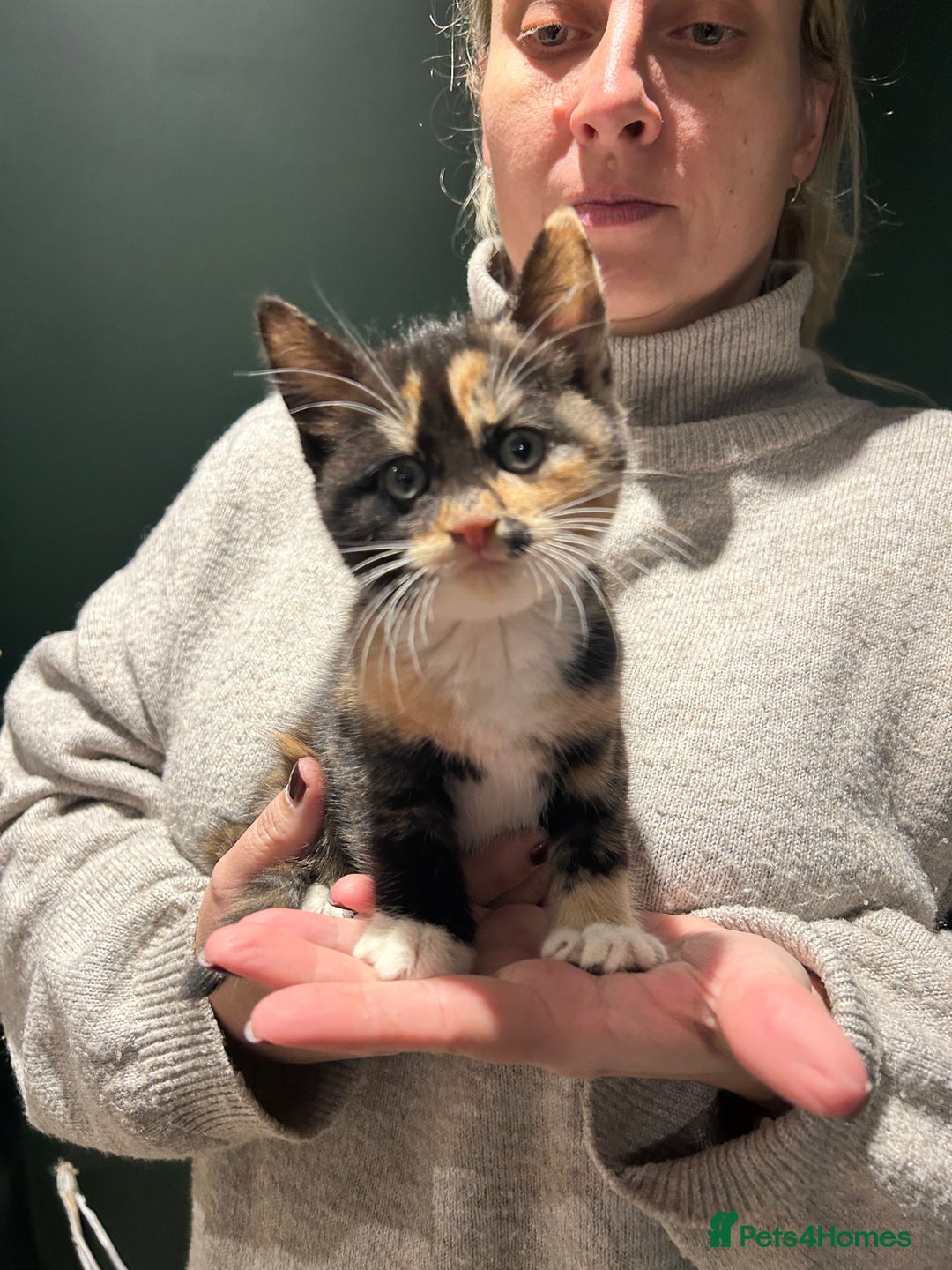 Mixed Breed cats for sale: Sweet Kittens for Sale – Friendly & Family-Raised - Advert 8