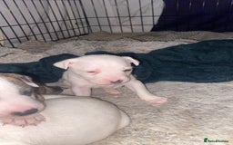 Staffordshire Bull Terrier dogs for sale: Staff cross American bulldog  - Image 5