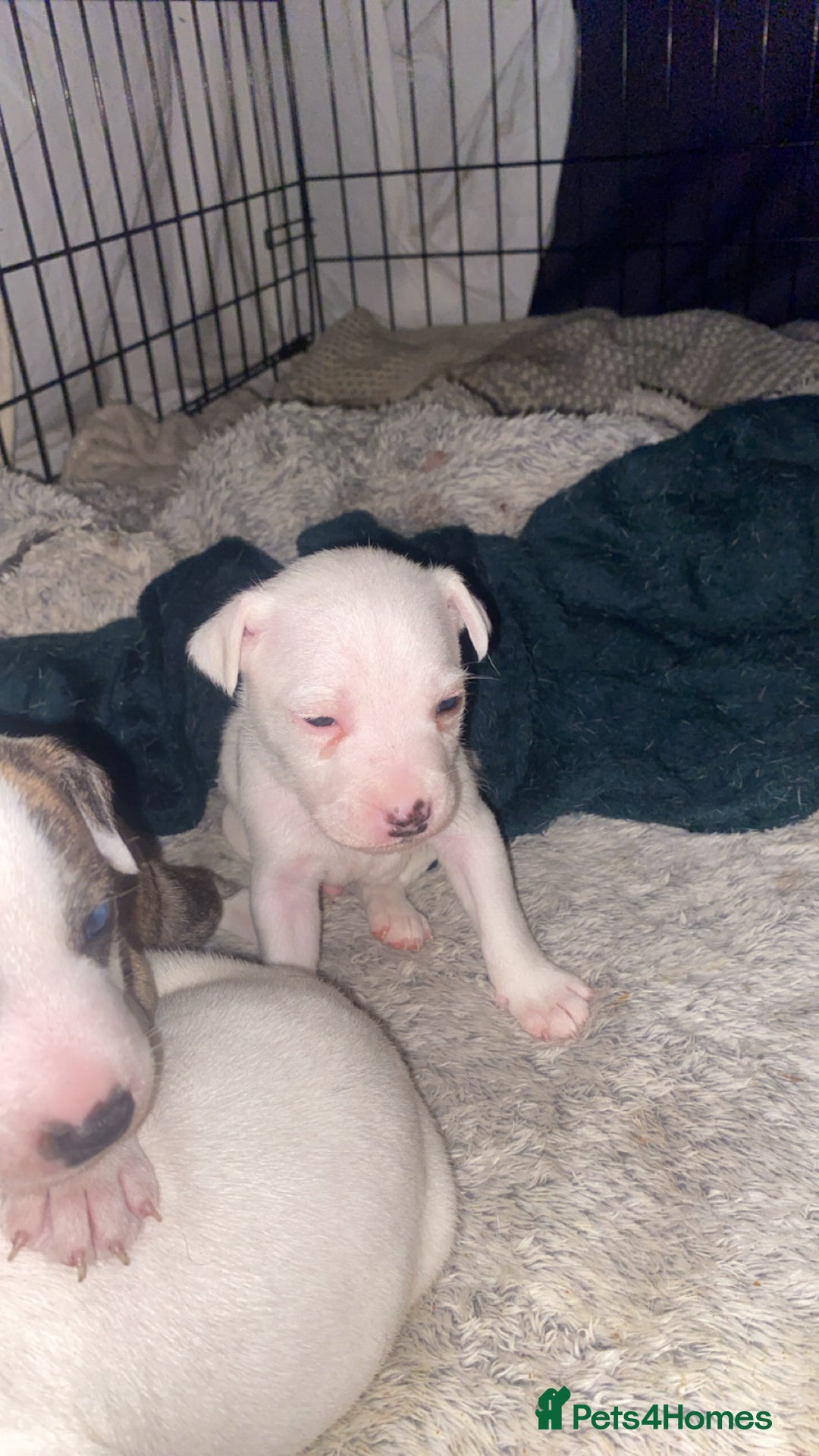 Staffordshire Bull Terrier dogs for sale: Staff cross American bulldog  - Image 5