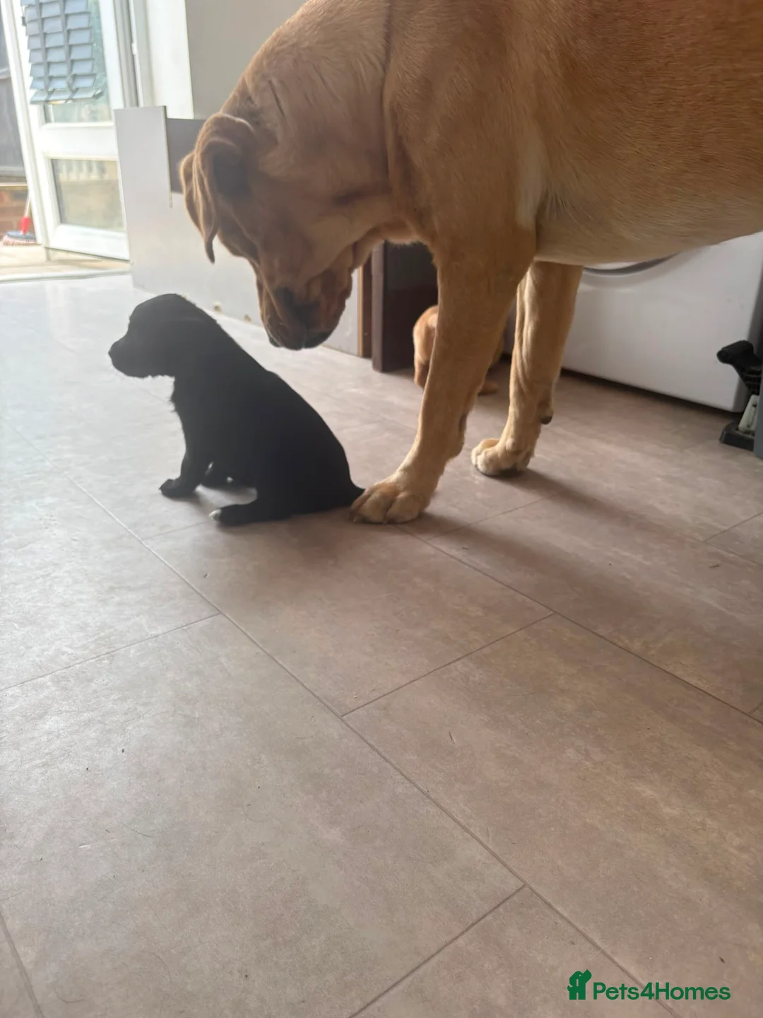 Cockerdor dogs for sale: 3 black beautiful cockerdor pups left - Advert 5