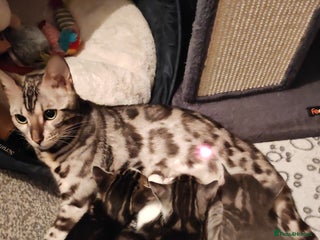 Bengal cats Half Bengal Female - Advert 1