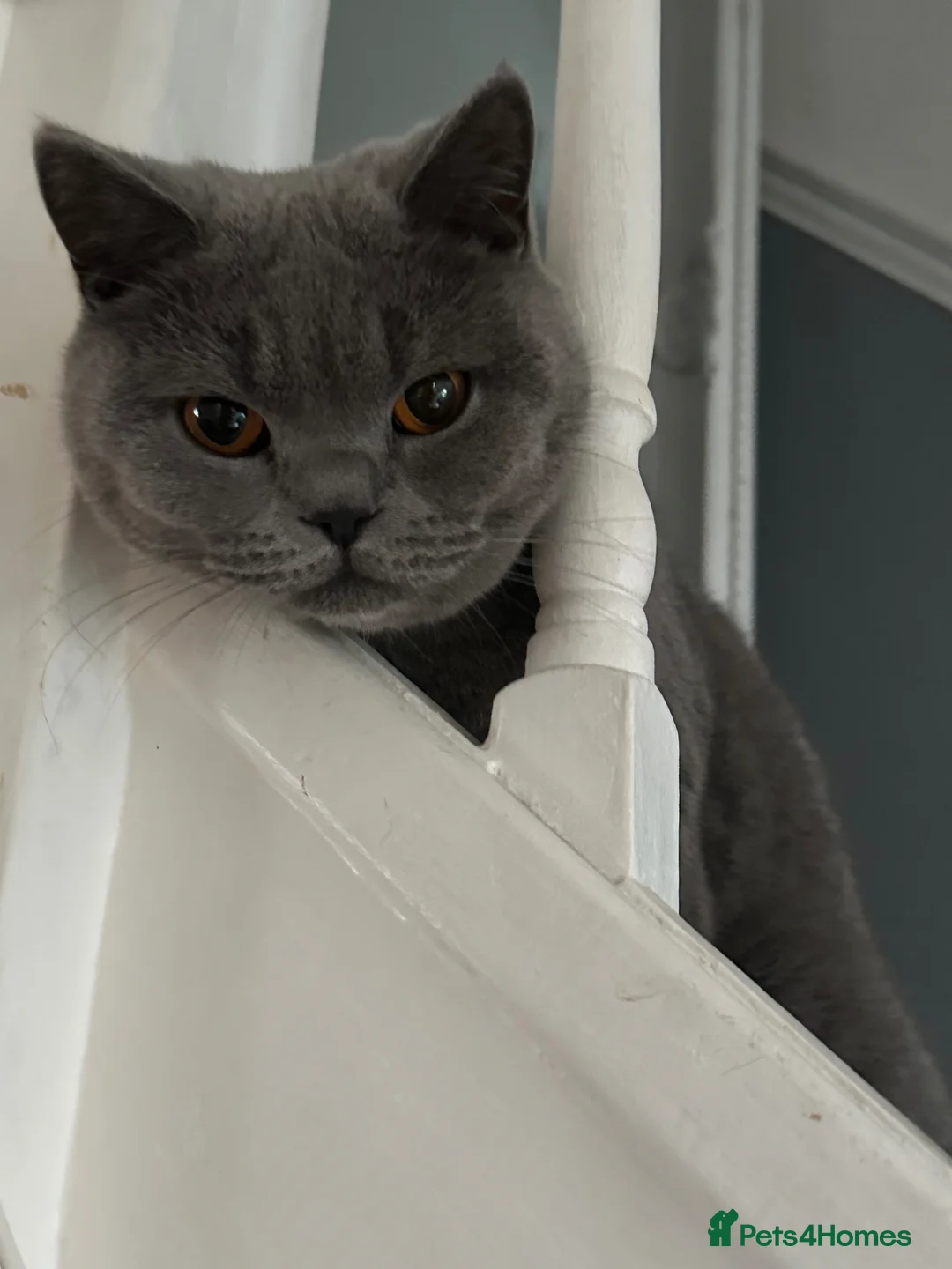 Scottish Fold cats for sale: Lovely Cat Looking for a Calm New Home 🐾 in South Ockendon - Advert 3