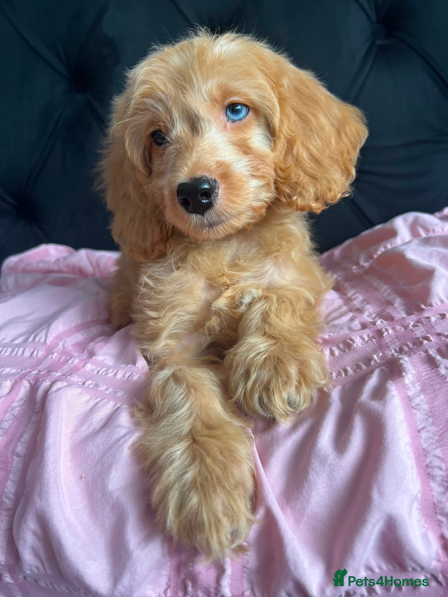 Cockapoo dogs   1 Cockapoo boy left  - Advert 6