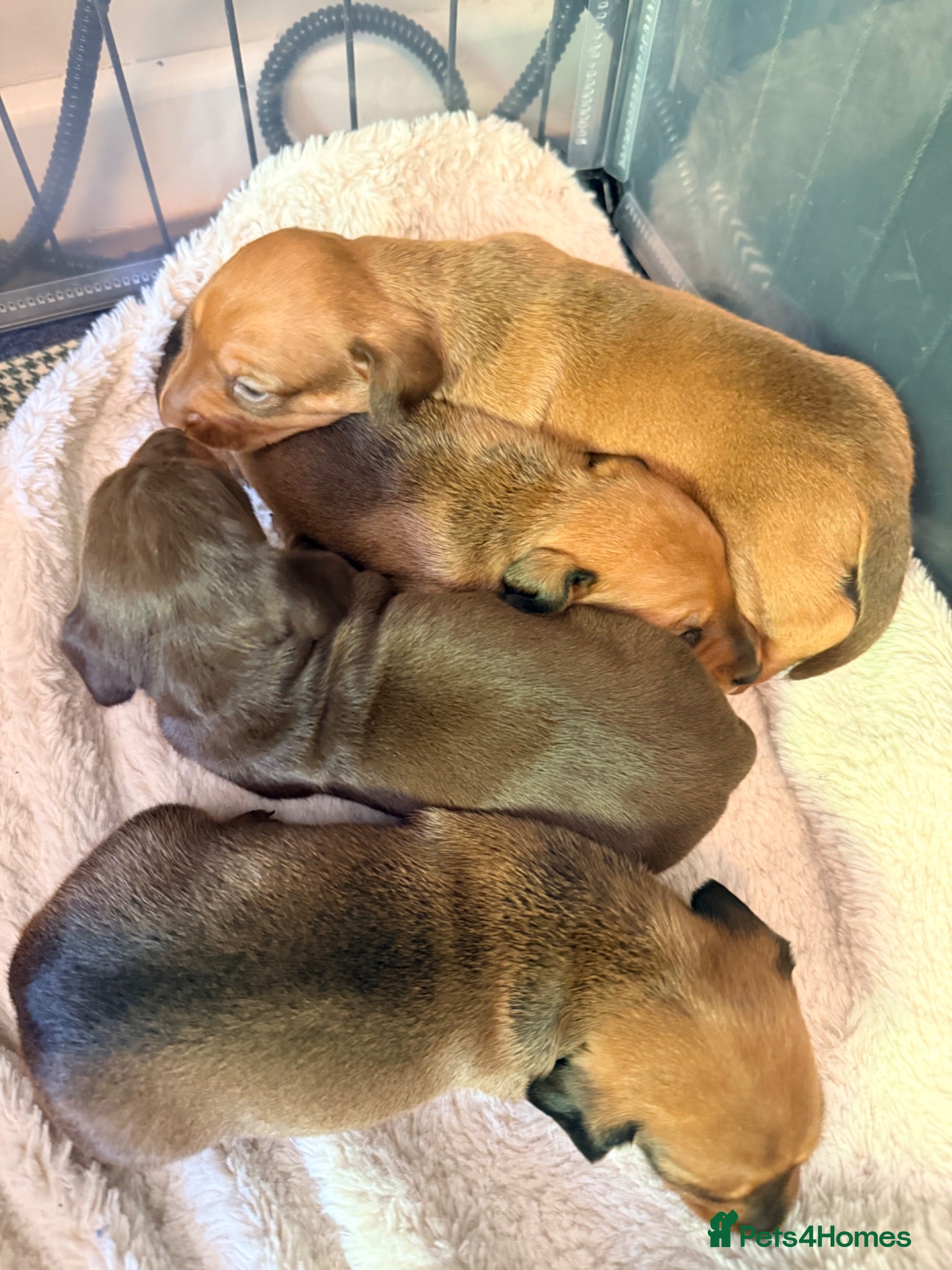 Miniature Dachshund dogs Miniature short-haired Dachshund - Advert 15