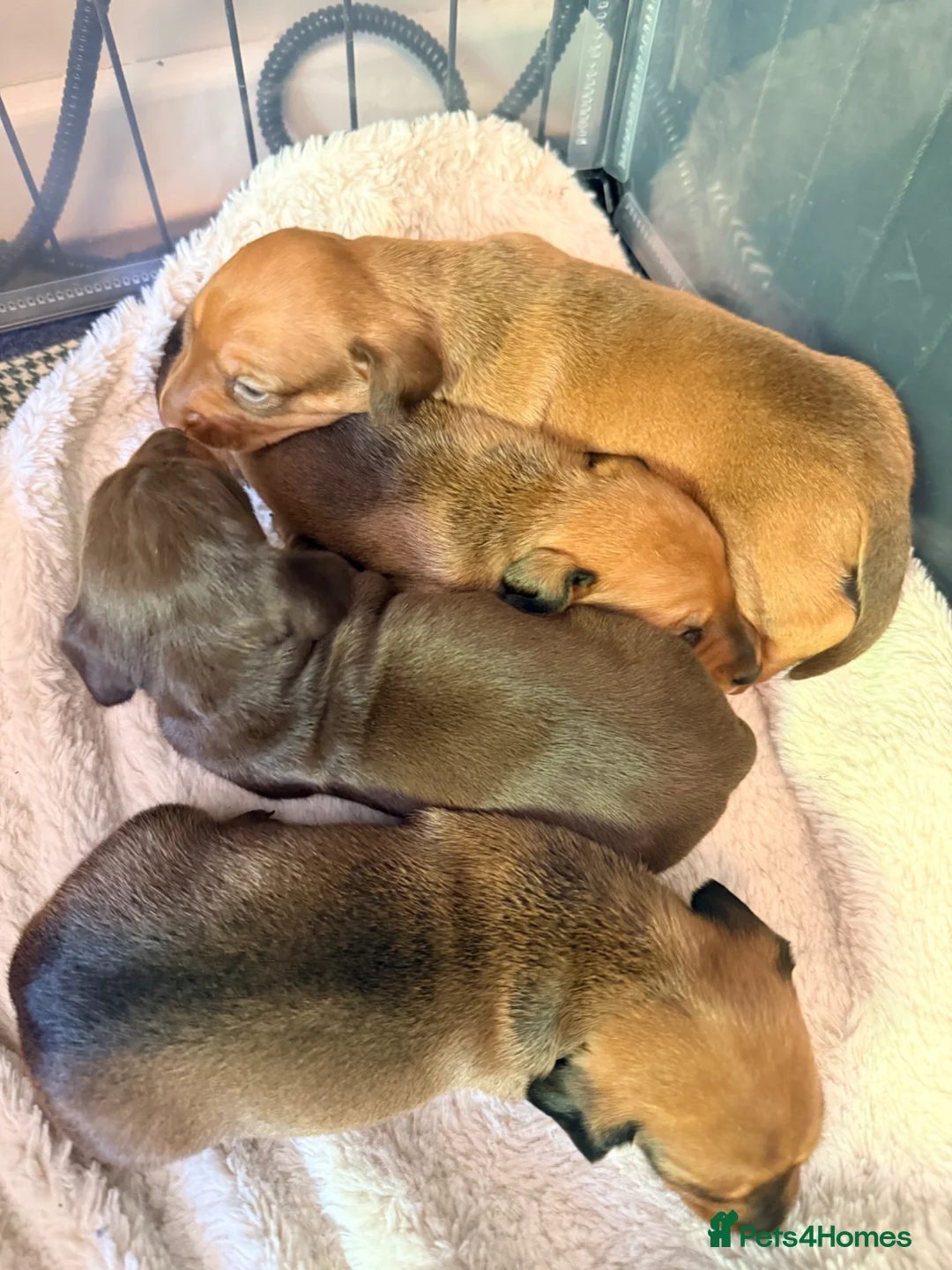 Miniature Dachshund dogs for sale: Miniature short-haired Dachshund in Bury Saint Edmunds - Advert 2