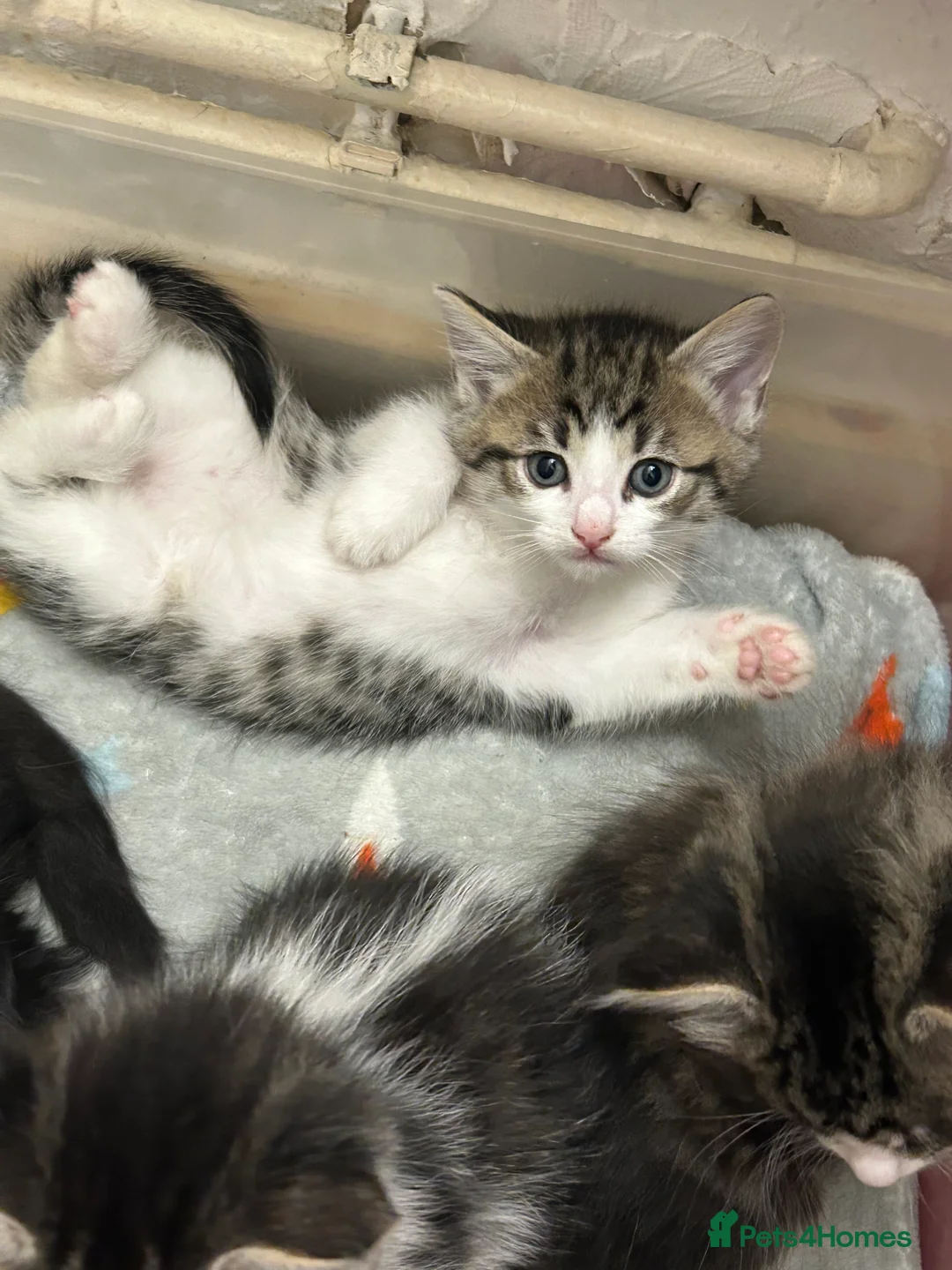 Perdoll cats for sale: Beautiful perdoll babies ❤️ - Advert 5