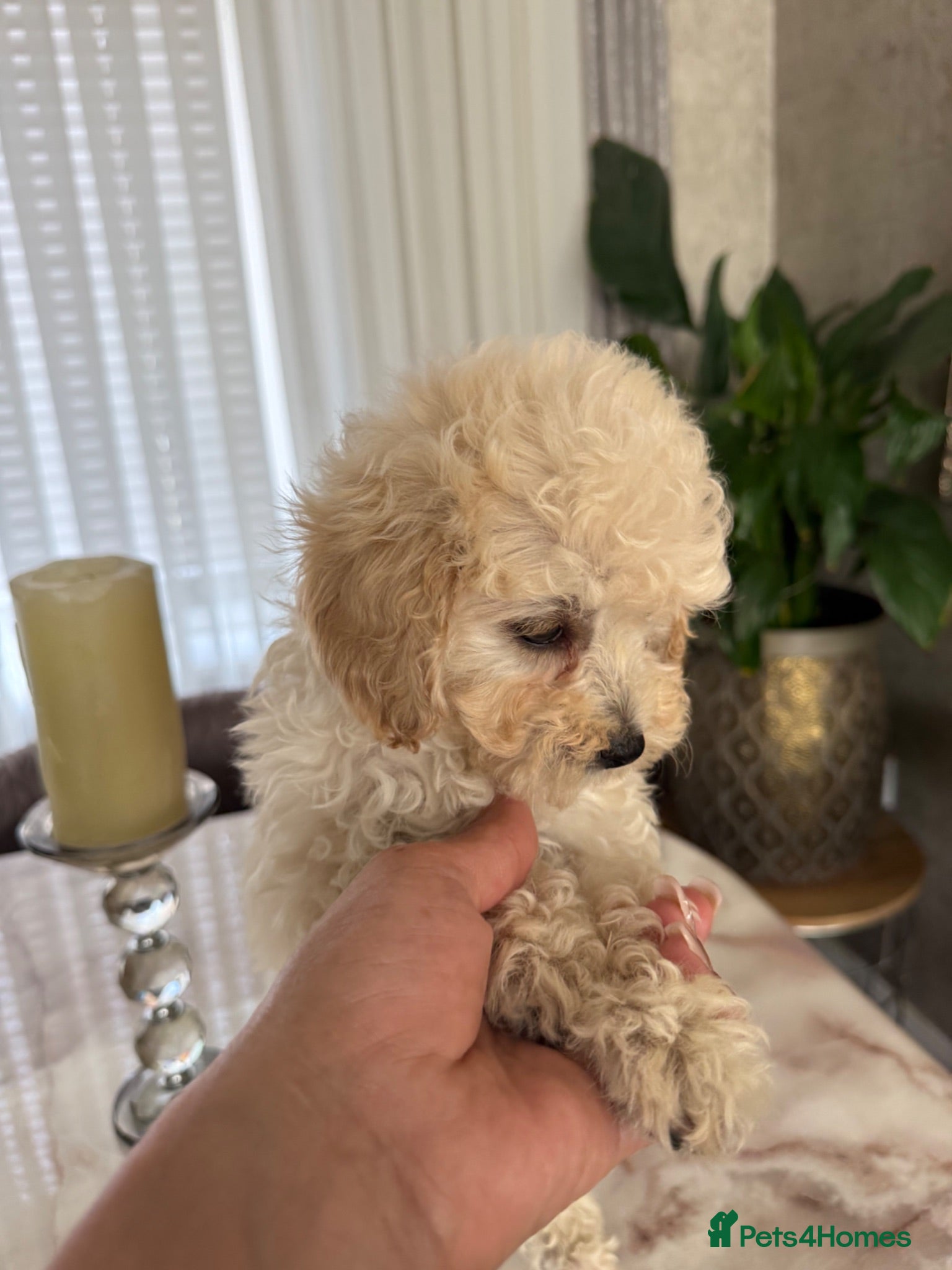 Toy Poodle dogs Already trained little Toy Poodles 🐶🐶 - Advert 1