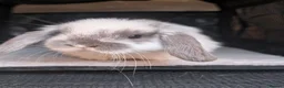 Mini Lop rabbits for sale: Beautiful litter of Mini lop bunnies  - Advert 1