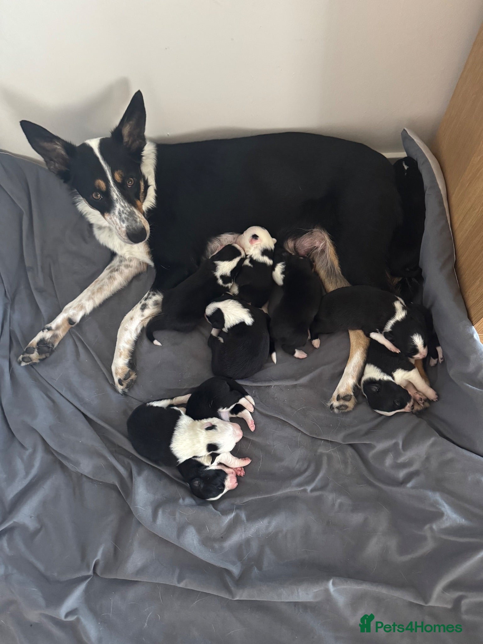 Border Collie dogs Puppies for sale  - Advert 5