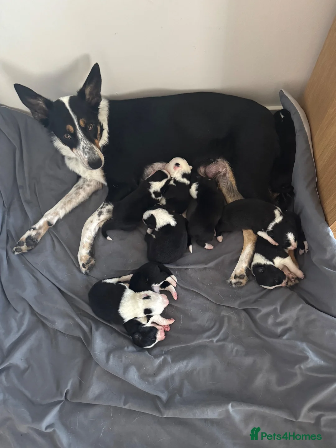 Border Collie dogs for sale: Puppies for sale  - Advert 1