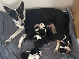 Border Collie dogs Puppies for sale - Advert 15