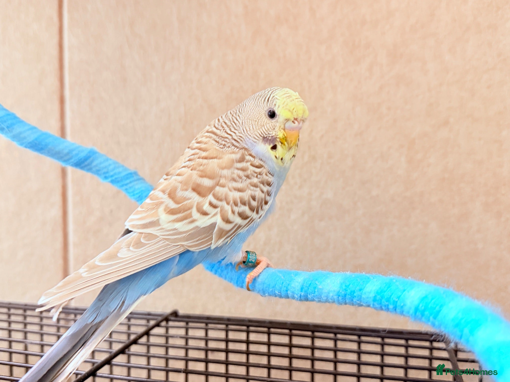 Budgerigars birds Beautiful budgies available  - Advert 1