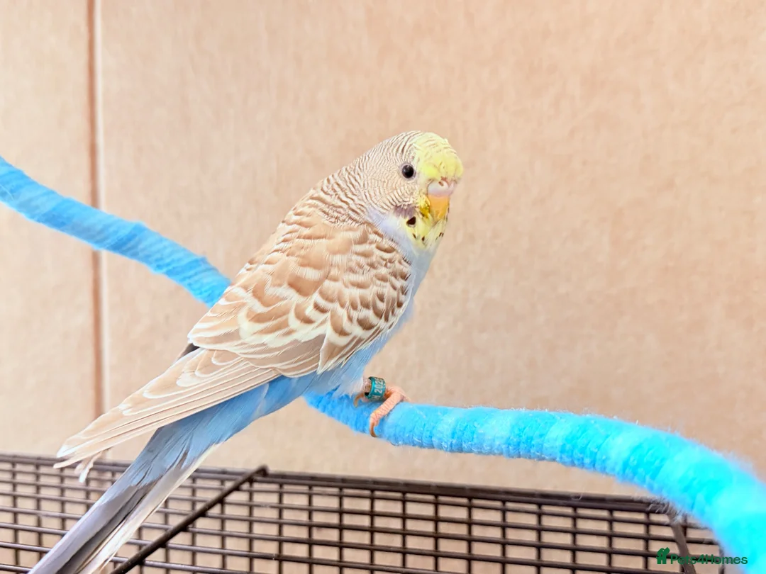 Budgerigars birds for sale: Beautiful budgies available  - Advert 1