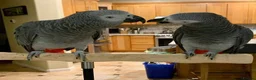 Parrots birds for sale: Fully tame African grey parrots. - Advert 5