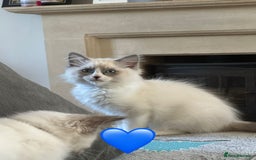 Ragdoll cats for sale: 💙LAST MALE 💙GCCF Registered Ragdoll Kittens🐾 in Taunton - Image 6