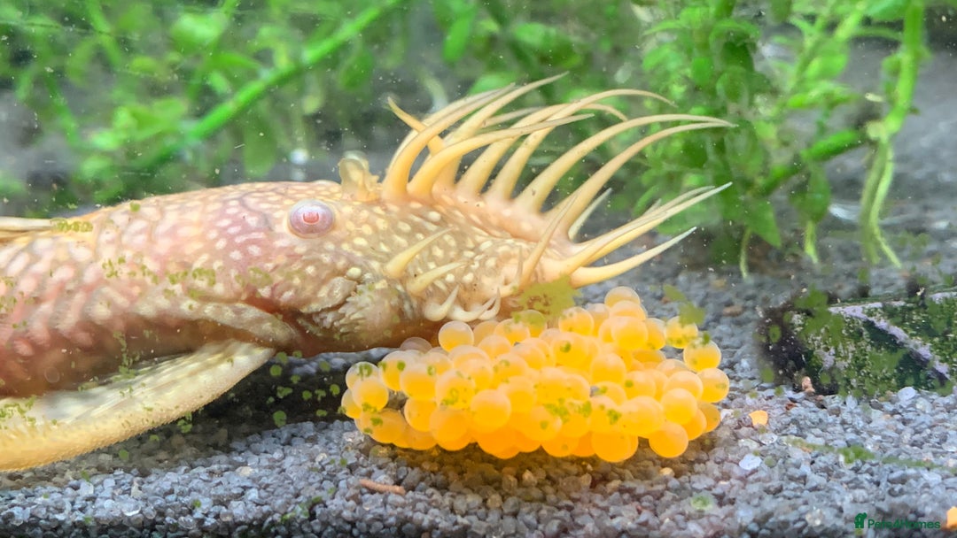 Plecos fish for sale: Bristle nose pleco juvenile  - Image 4
