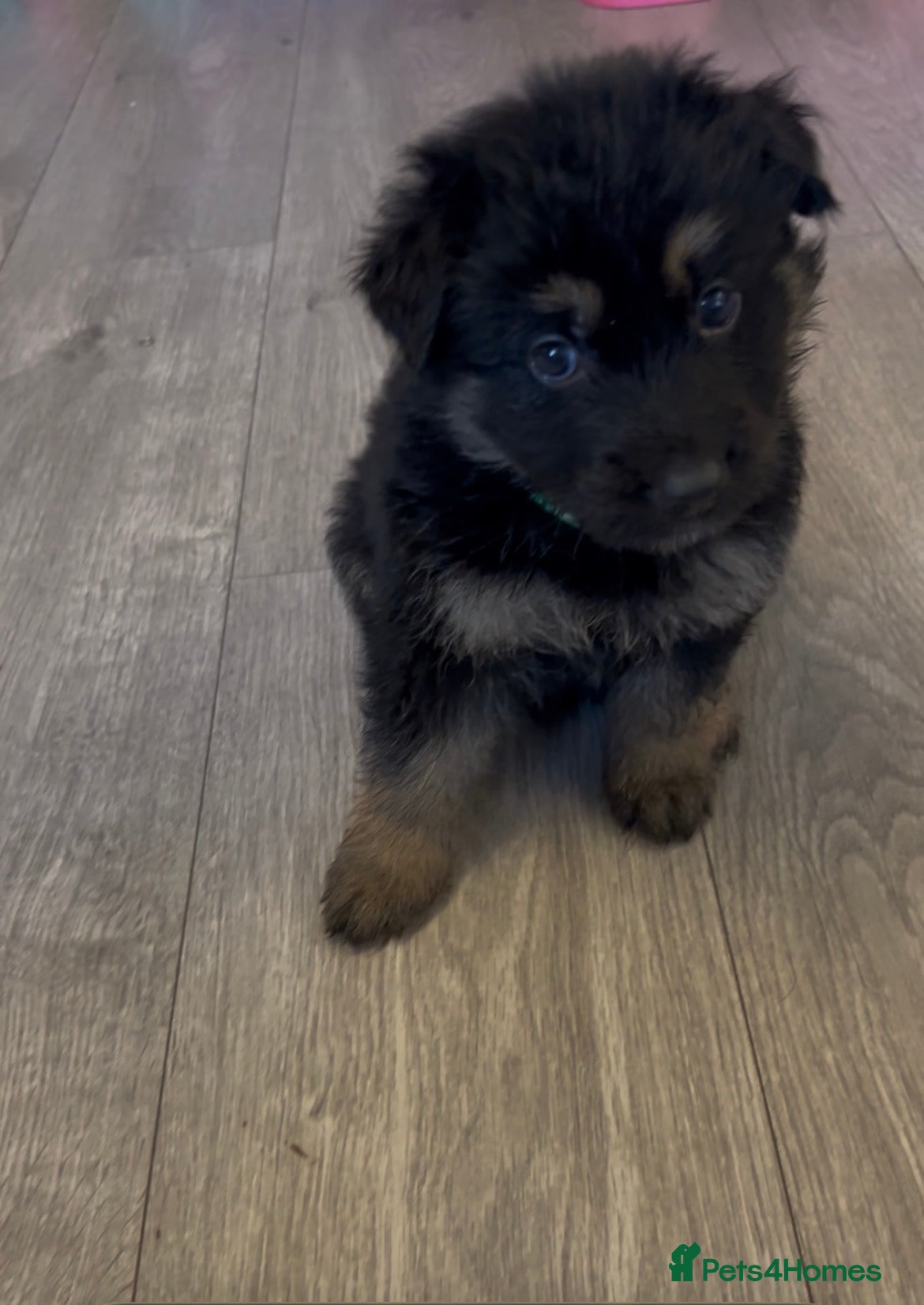 German Shepherd dogs German shepherd puppies - Advert 1