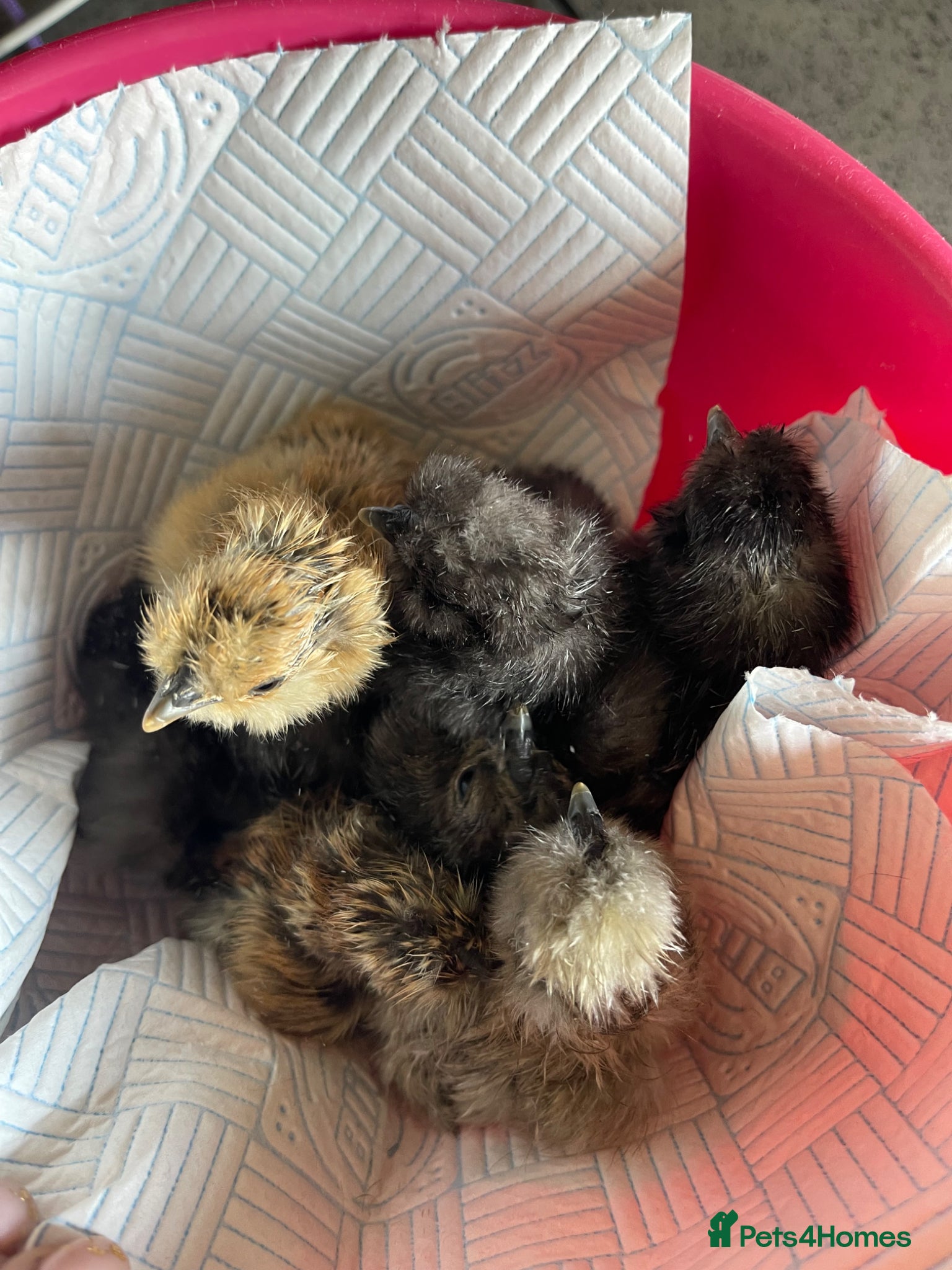 Chickens poultry 1 and 2 day old silkie chicks available  - Advert 1