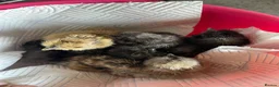Chickens poultry for sale: 1 and 2 day old silkie chicks available  - Advert 1