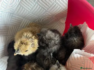 Chickens poultry 1 and 2 day old silkie chicks available - Advert 15