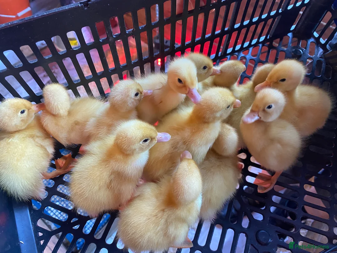 Ducks poultry for sale: Cherry Valley Pekin Ducklings - Advert 1