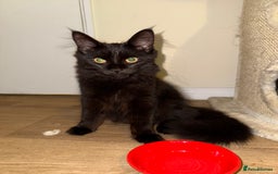 Maine Coon cats for sale: Black smoked boy  - Image 2