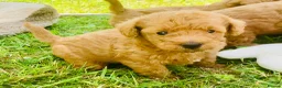 Yorkiepoo dogs for sale: Yorkiepoo puppies  - Advert 7