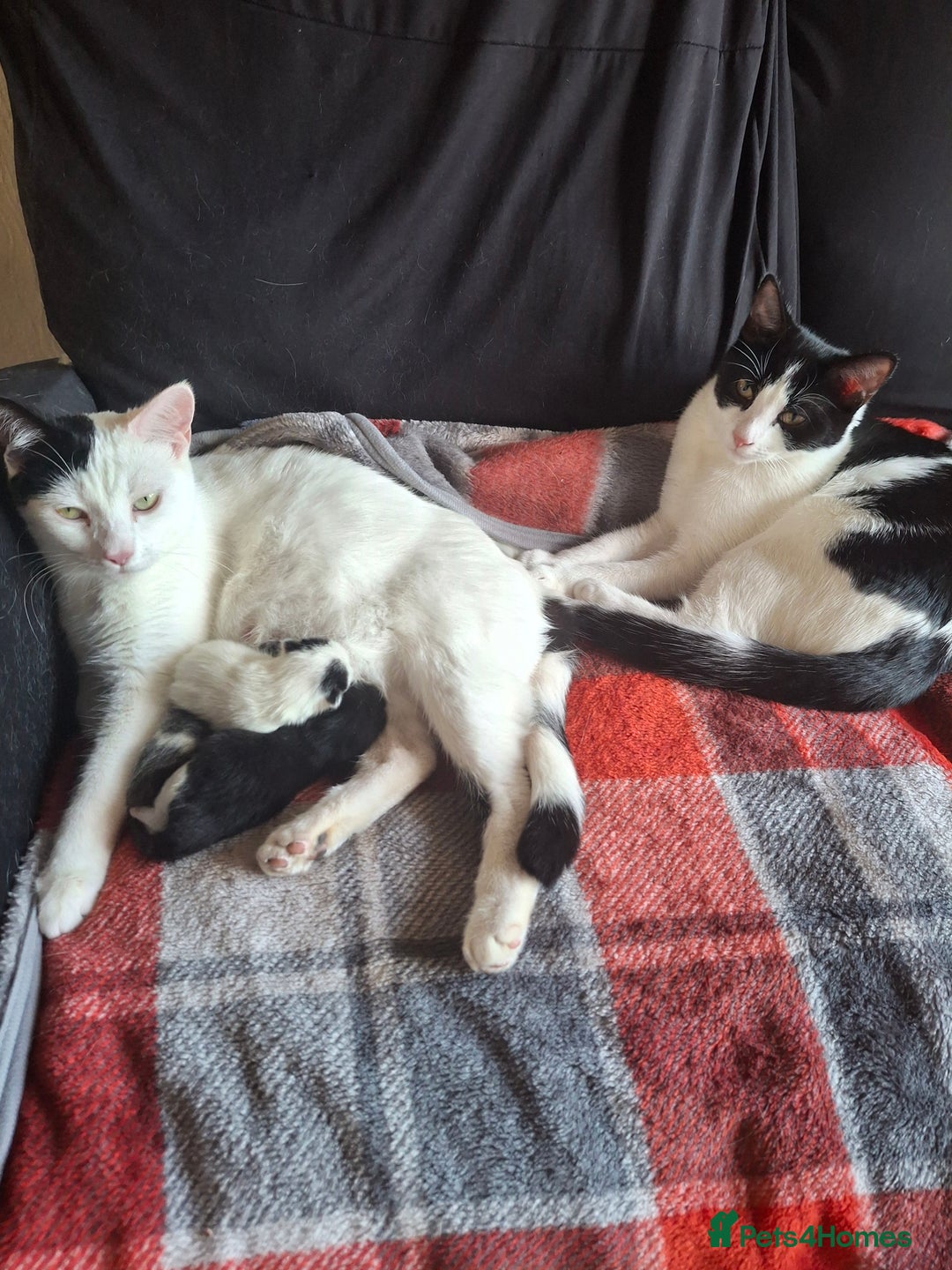 Mixed Breed cats for sale:  Betty & Winter Looking for Their Forever Home  - Advert 4