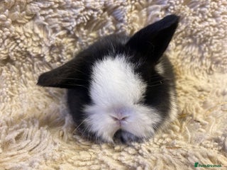 Mini Lop rabbits Mini lop 3 left - Advert 12