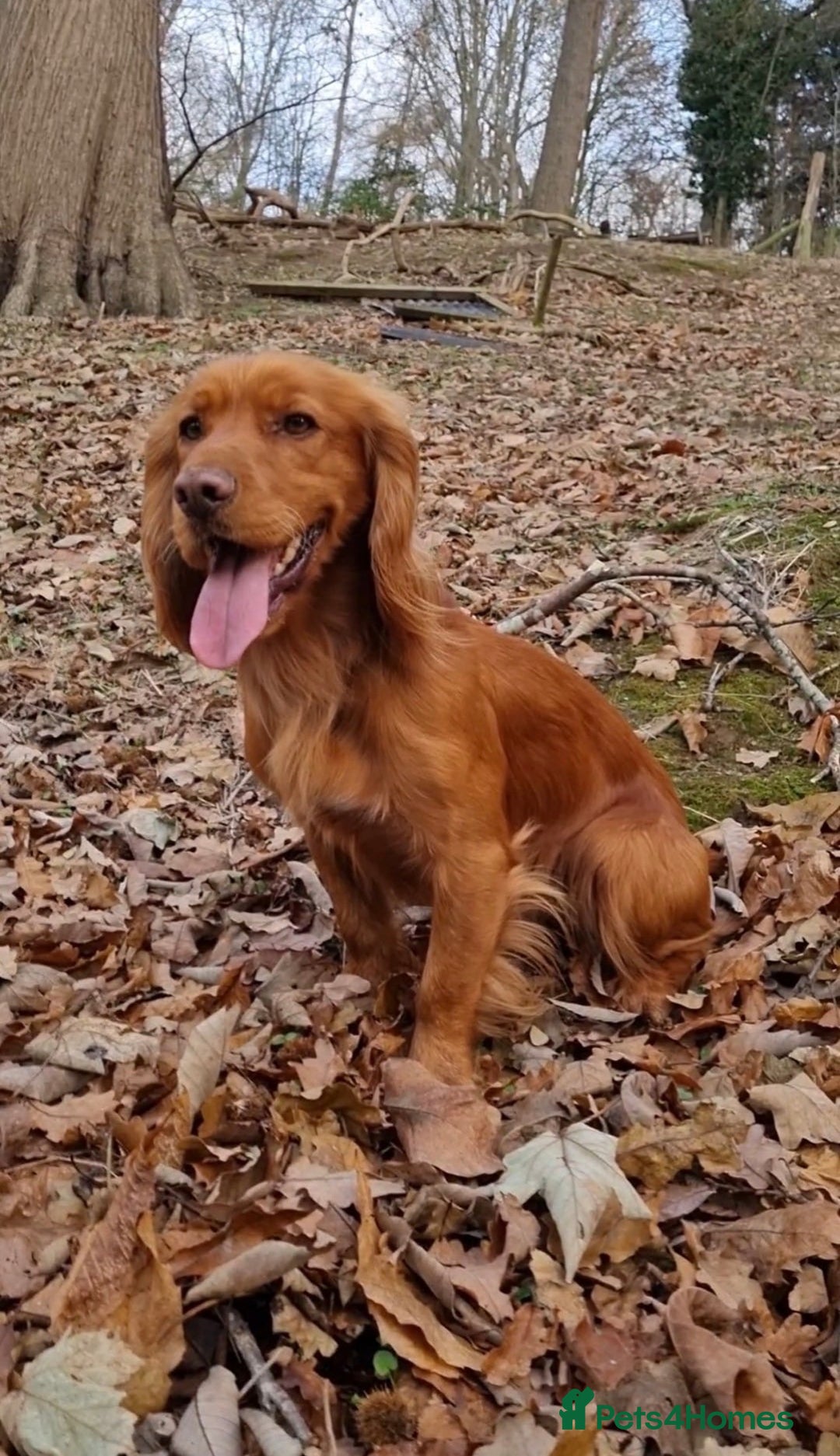 Cocker Spaniel dogs for sale: 3 cocker spaniel boys available call  **  - Advert 7