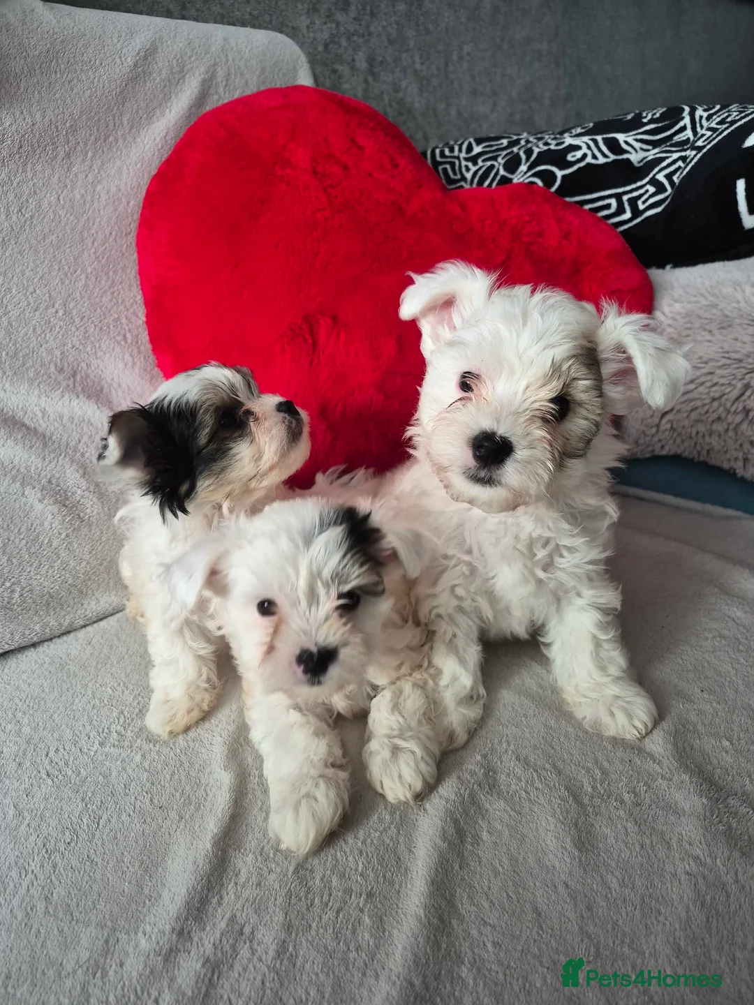 Yorkshire Terrier dogs for sale: Biewer Yorkshire Terrier Puppies for Sale – 3 Boys - Advert 11
