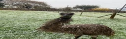 Emus poultry for sale: Emus for sale  in Hungerford - Advert 3