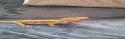 Bearded Dragon reptiles for sale: 2x female bearded dragons plus vivariums - Advert 2