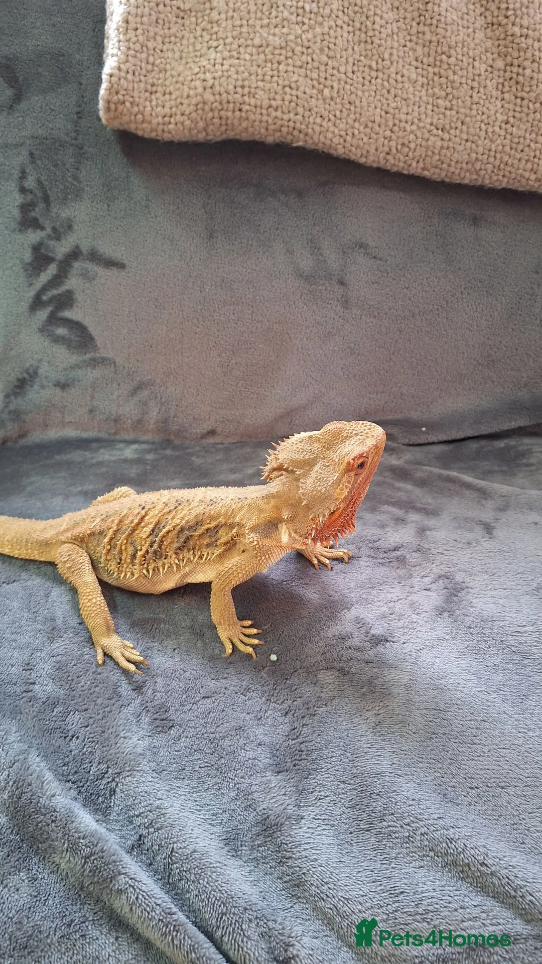 Bearded Dragon reptiles for sale: 2x female bearded dragons plus vivariums - Advert 2