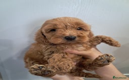 Cockapoo dogs for sale: 5* minature cockapoos - Image 5