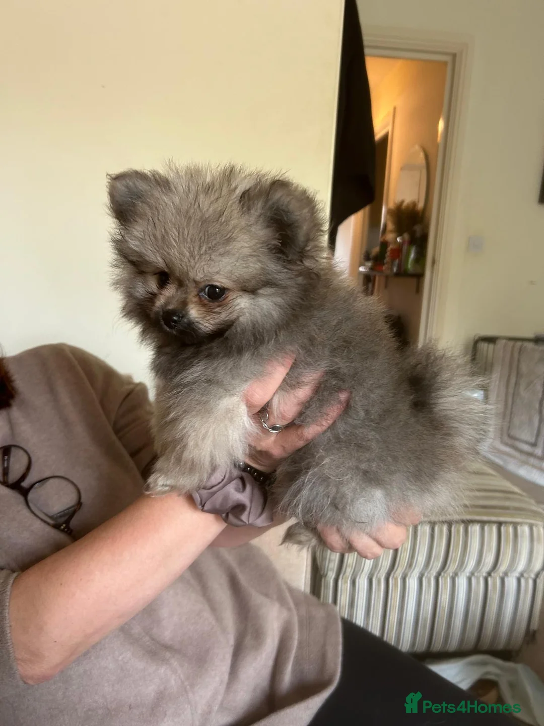 Pomeranian dogs for sale: 5 Generation champion Russian bloodline - Advert 20