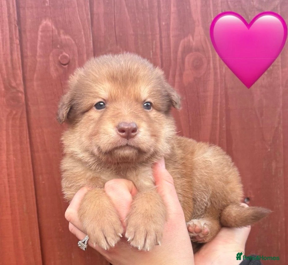 German Shepherd dogs Stunning German Shepherd X Puppies  - Advert 3