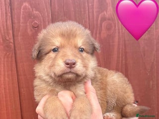 German Shepherd dogs Stunning German Shepherd X Puppies - Advert 2